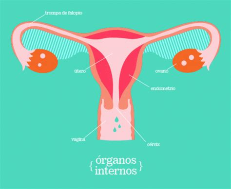 Ilustración detallada del aparato reproductor femenino con sus principales órganos internos y externos