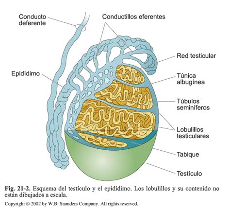 Diagrama anatómico del aparato reproductor masculino, mostrando testículos, conductos y glándulas