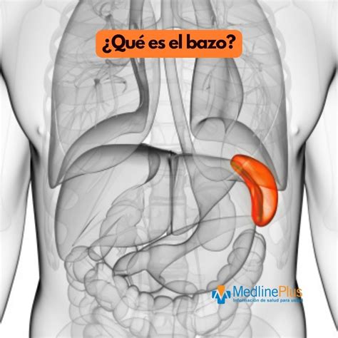 Esquema anatómico mostrando la ubicación del bazo en el cuadrante superior izquierdo del abdomen