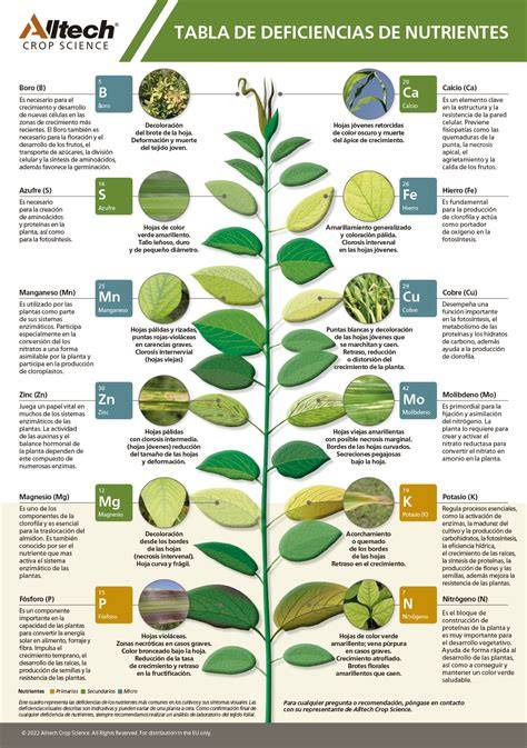 Infografía sobre los síntomas de deficiencias nutricionales en hojas de plantas