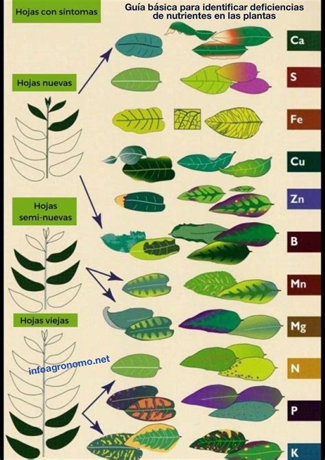 Hojas de plantas mostrando síntomas de diferentes deficiencias nutricionales (clorosis, necrosis, deformaciones)