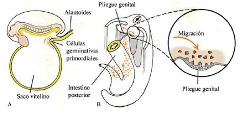 Esquema de la migración de células germinales primordiales en el embrión humano