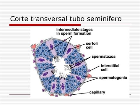 Esquema de un túbulo seminífero mostrando las diferentes células germinales en desarrollo