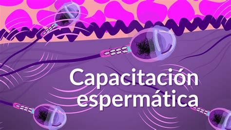 Representación esquemática de la capacitación y hiperactivación del espermatozoide
