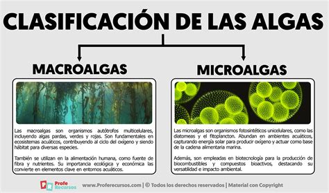 Esquema de las algas Kelp y su hábitat marino