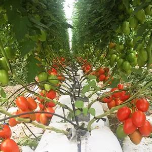 Estrategia de riego en cultivo hidropónico de tomate con sustrato de fibra de coco (España)