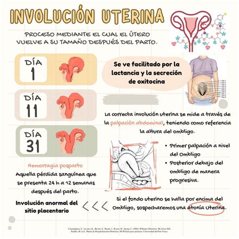 Esquema anatómico que muestra la involución uterina y los cambios físicos postparto