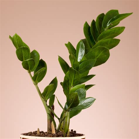 Ilustración detallada de la Zamioculcas zamiifolia, mostrando sus características hojas brillantes y tallos robustos.