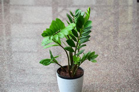 Diagrama comparativo de riego para la Zamioculcas zamiifolia en diferentes condiciones de luz.