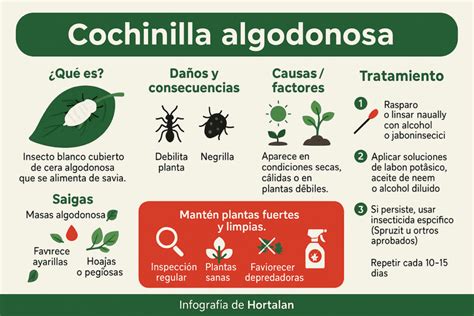 Ilustración que muestra la cochinilla algodonosa en las hojas de una planta y métodos para su eliminación.