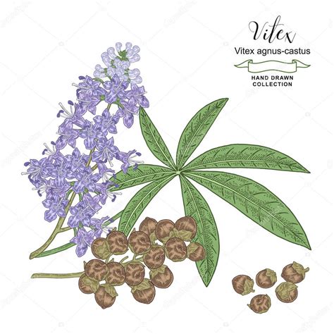 Ilustración botánica del arbusto Vitex agnus-castus, destacando sus flores violetas y sus frutos utilizados en fitoterapia.