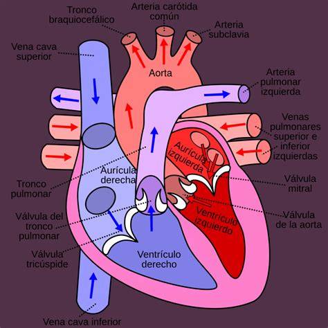 Esquema anatómico del corazón de vaca, señalando las partes a eliminar