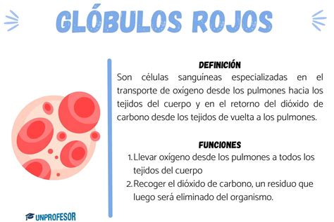 Diagrama esquemático de la formación de glóbulos rojos y el papel del hierro y el ácido fólico.