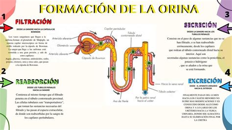 Infografía del proceso molecular de la formación de la lámina A normal versus la progerina defectuosa