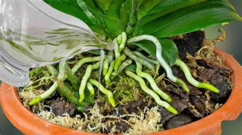 Esquema de las raíces de una orquídea en sustrato inerte absorbiendo nutrientes líquidos