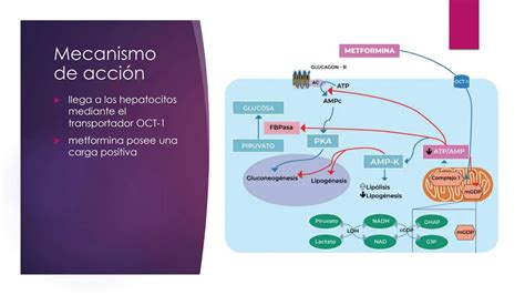 Esquema: Mecanismo de acción de la dieta HCG según sus promotores
