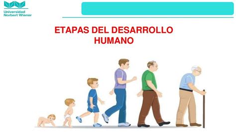 Esquema de las etapas de desarrollo del cordero y umbrales de peso recomendados para el destete.