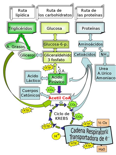 Esquema metabólico: cómo el cuerpo moviliza las reservas de grasa acumuladas durante el embarazo para la síntesis de leche materna.
