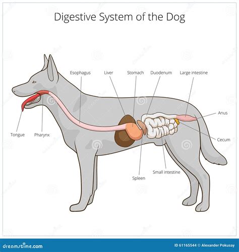 Esquema ilustrativo del sistema digestivo canino mostrando los puntos donde se acumulan gases y la posición de oración como señal de alerta