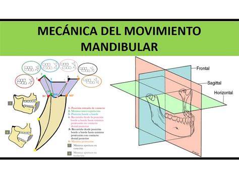 Diagrama: Movimientos de la mandíbula durante la lactancia materna