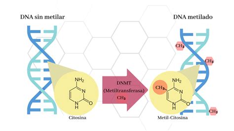 Esquema detallado de la metilación del ADN y el empaquetamiento de la cromatina con los nucleosomas.