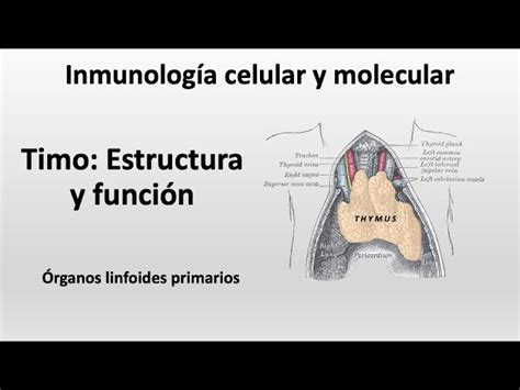 Esquema de la glándula timo y su ubicación en el cuerpo humano