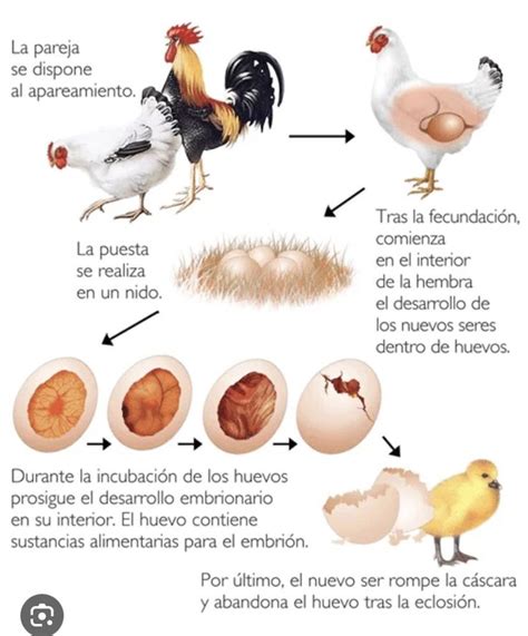 Esquema que muestra las etapas del proceso reproductivo y los puntos de intervención médica