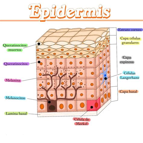Gráfico que muestra la estructura de la piel e indica la ubicación de las células basales.