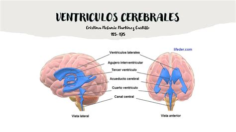 Diagrama del cerebro fetal con los ventrículos laterales resaltados