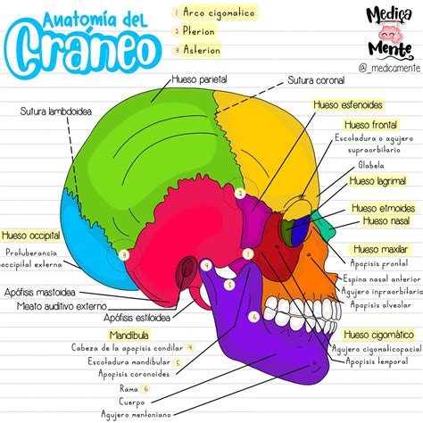 Esquema anatómico del cráneo de un feto ternero con etiquetas