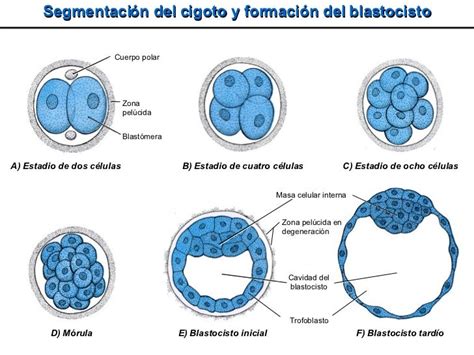 Esquema de la segmentación celular: del cigoto a la mórula compactada
