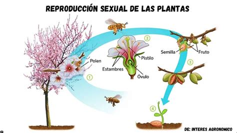Esquema educativo sobre el ciclo de reproducción sexual en las plantas