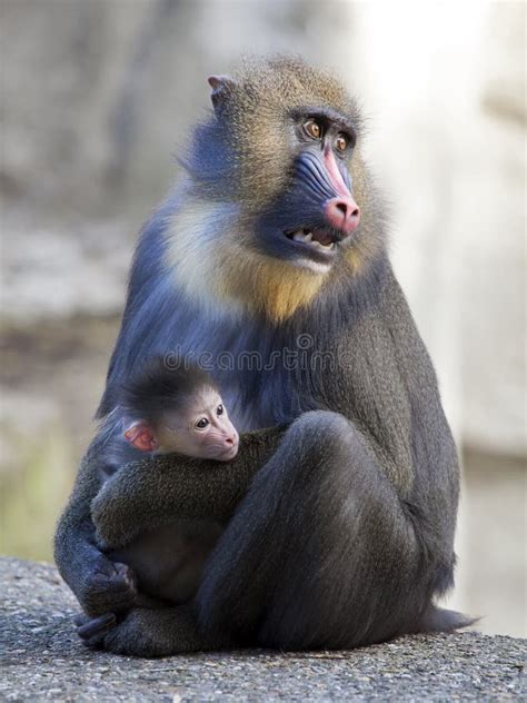 Cría de mandril aferrada a su madre