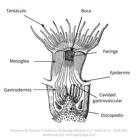 Esquema de las dos formas corporales de un cnidario: pólipo sésil y medusa libre, con sus partes anatómicas principales.