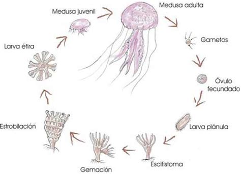 Diagrama del ciclo de vida de una medusa escifozoo, mostrando la estrobilación del pólipo.