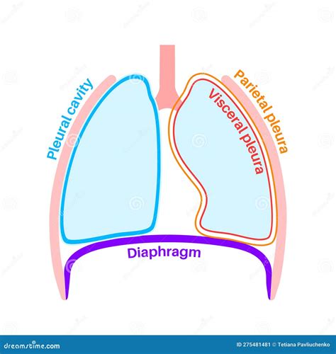 Esquema anatómico que muestra la ubicación del blastoma pleuropulmonar en los pulmones, pleura, diafragma y estructuras torácicas adyacentes.