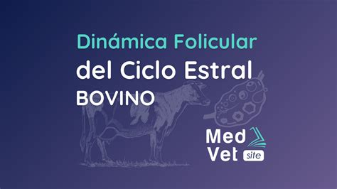 Esquema ilustrativo del ciclo estral y la dinámica folicular durante la gestación en bovinos.