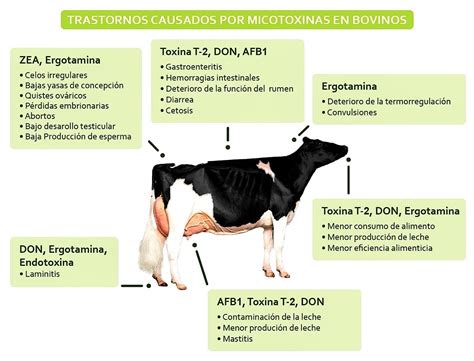 Infografía sobre los efectos de las micotoxinas en el sistema reproductivo bovino.