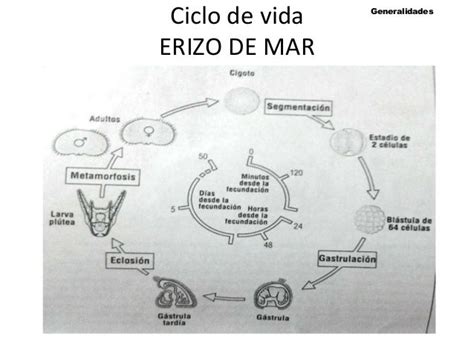 Esquema representativo del ciclo de vida del erizo de mar desde la fertilización hasta la larva prisma
