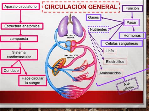 Esquema técnico que muestra el sistema de circulación de aire y la cánula anticólicos del biberón Bebé Due Medic