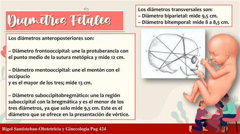 Esquema que muestra las principales mediciones biométricas: diámetro biparietal, circunferencia abdominal y longitud del fémur.