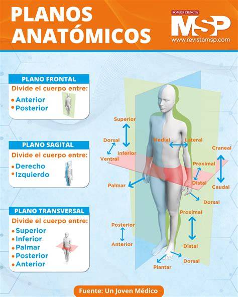 Infografía detallando los cortes anatómicos necesarios para realizar correctamente las mediciones de DBP, CA y LF.
