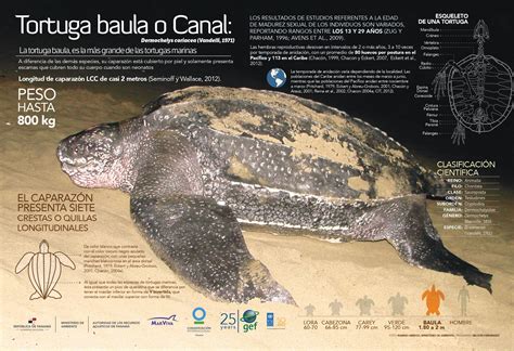 Esquema de una tortuga baula mostrando su caparazón de cuero y su tamaño comparado con un humano