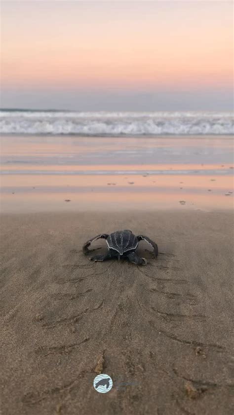 Fotografía de una tortuga baula hembra desovando en una playa al amanecer