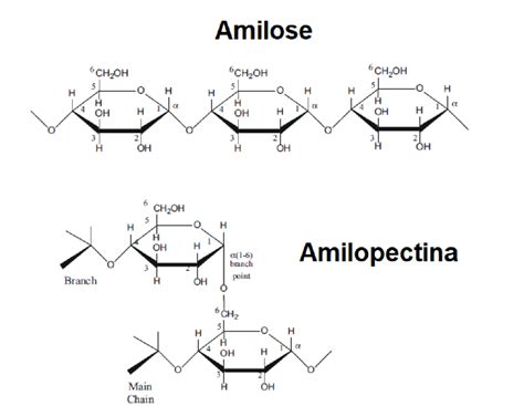 Estructura molecular ramificada de la amilopectina