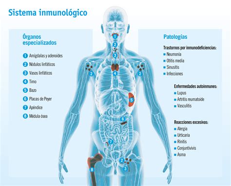 Esquema que ilustra la interacción entre el sistema inmunitario materno y el embrión durante la implantación.