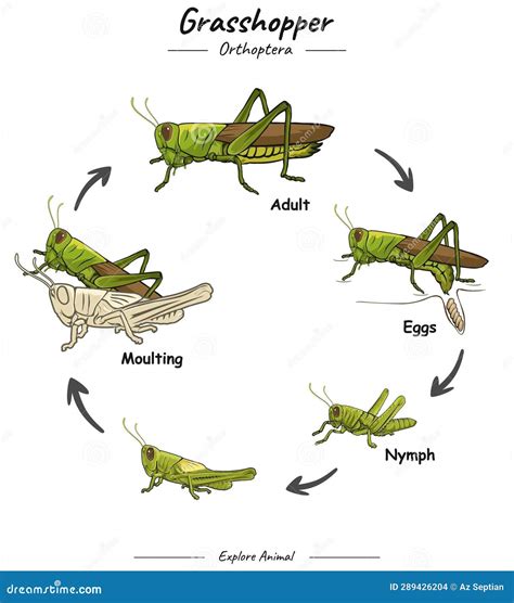 Diagrama del ciclo de vida de un saltamontes, mostrando las etapas de huevo, ninfa y adulto.