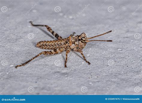 Imagen detallada de una ninfa de saltamontes, mostrando su similitud con el adulto pero sin alas desarrolladas.