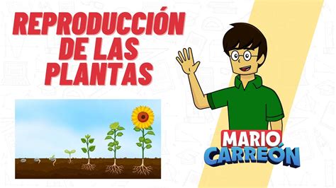 Esquema de las diferentes opciones de reproducción de medios en un dispositivo Samsung