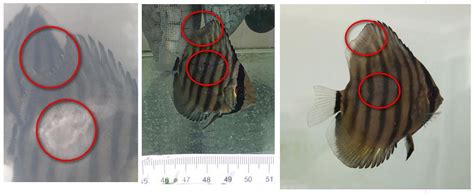 Infografía sobre los síntomas de parásitos branquiales en peces disco